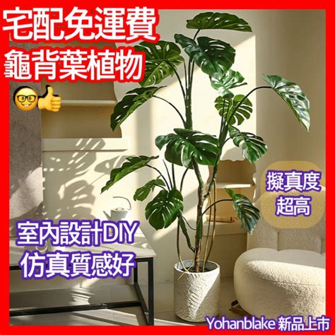 大龜背芋|【室內觀葉植物】綠手指必知的龜背芋5個秘密，加碼。